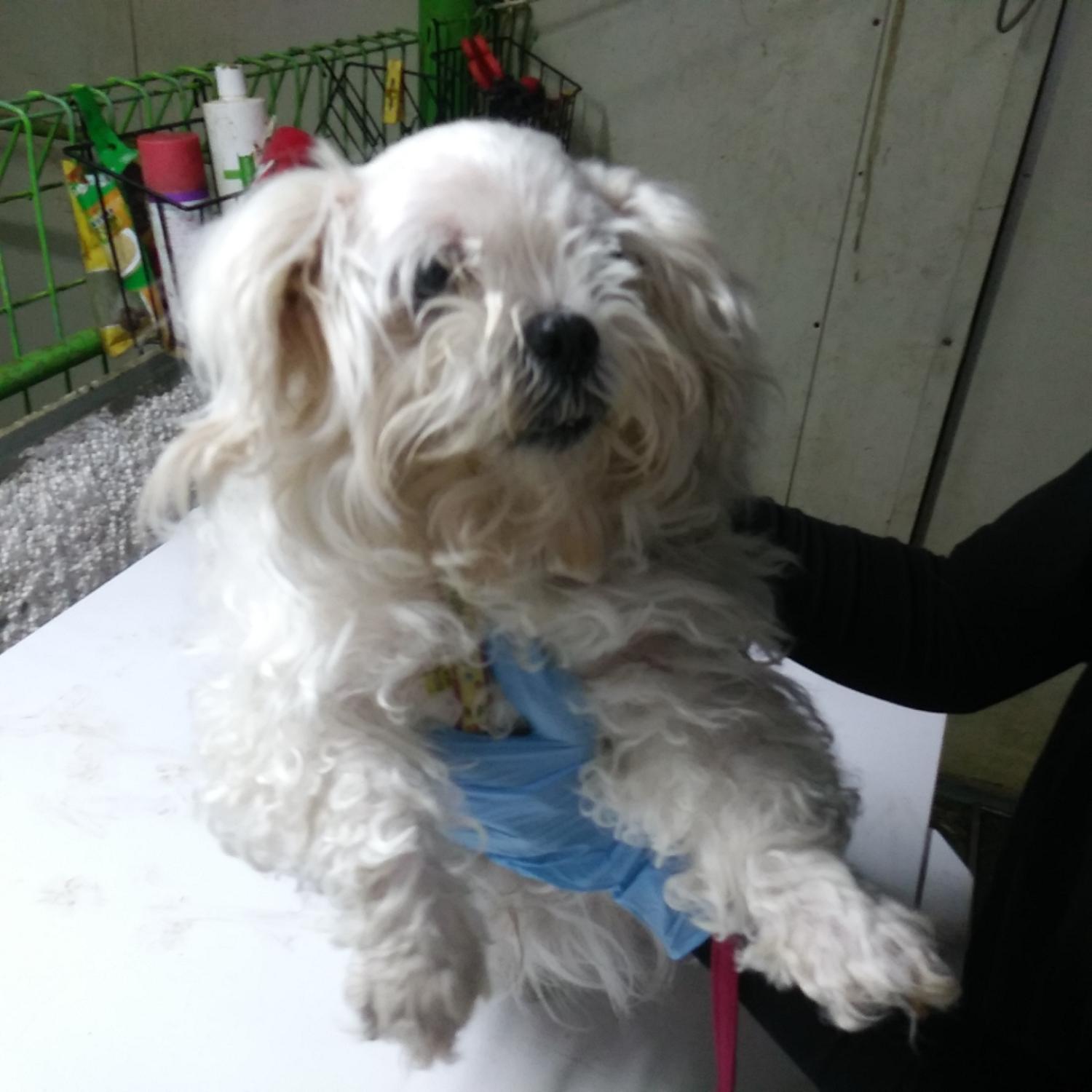 인천광역시수의사회_428353202300469